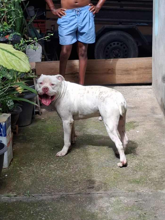 Cachorro raça Pit-Bull idade 1 ano nome Tyron