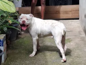 Cachorro raça Pit-Bull idade 1 ano nome Tyron