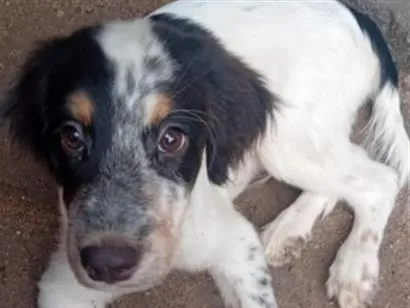 Cachorro raça SRD-ViraLata idade 2 a 6 meses nome Betowen