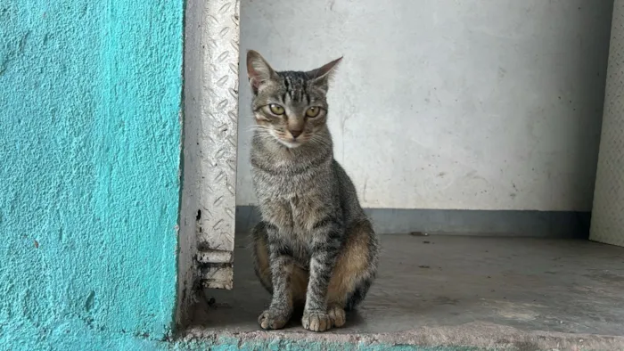 Gato raça SRD-ViraLata idade 3 anos nome Jurema