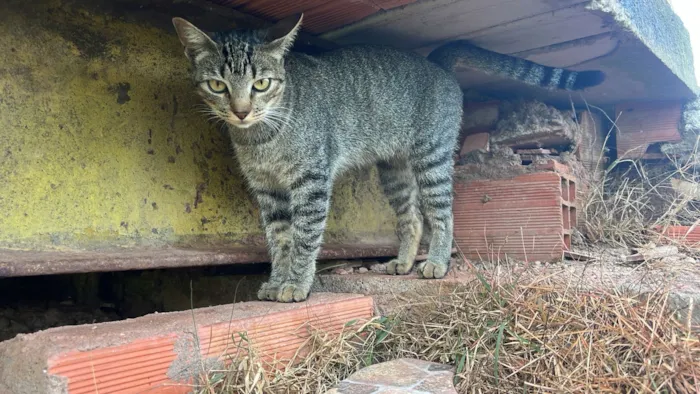 Gato raça SRD-ViraLata idade 3 anos nome Jurema