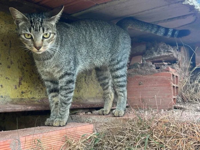 Gato raça SRD-ViraLata idade 3 anos nome Jurema