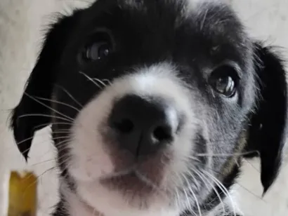 Cachorro raça SRD-ViraLata idade 2 a 6 meses nome sem nome 