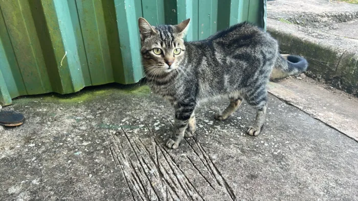 Gato raça SRD-ViraLata idade 3 anos nome Primitiva