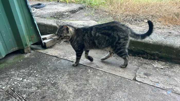 Gato raça SRD-ViraLata idade 3 anos nome Primitiva