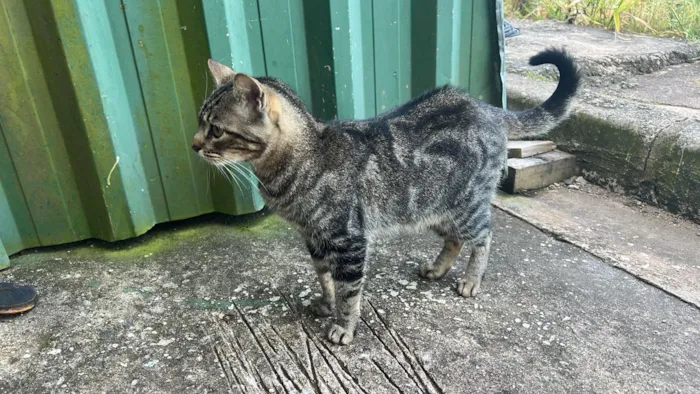 Gato raça SRD-ViraLata idade 3 anos nome Primitiva