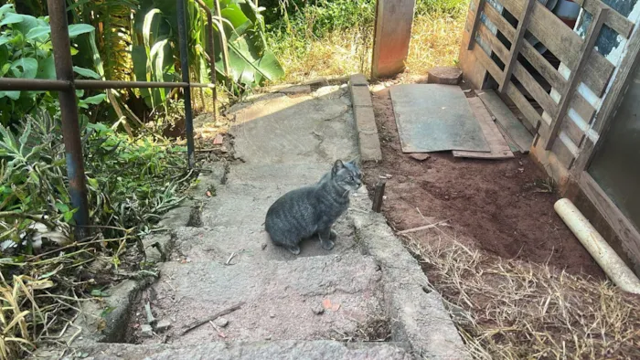 Gato raça SRD-ViraLata idade 3 anos nome Berenice