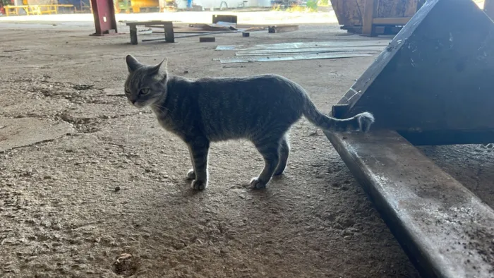 Gato raça SRD-ViraLata idade 3 anos nome Berenice