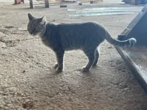 Gato raça SRD-ViraLata idade 3 anos nome Berenice