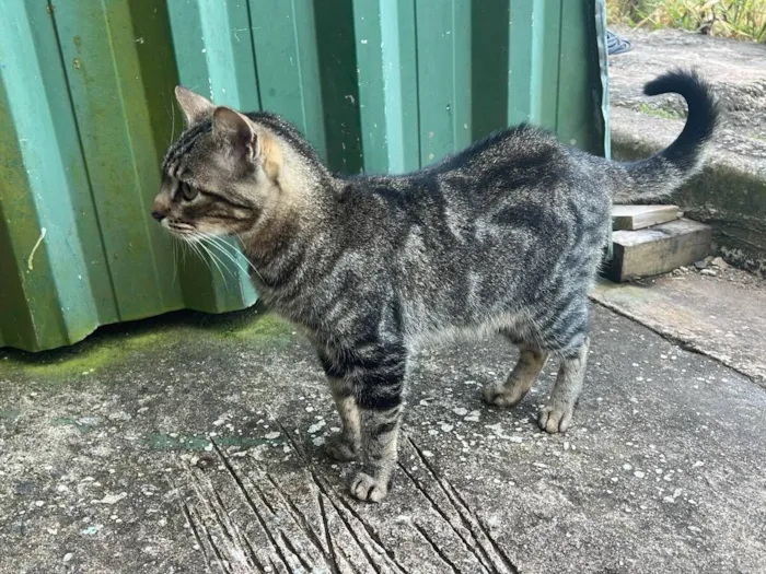 Gato raça SRD-ViraLata idade 3 anos nome Primitiva