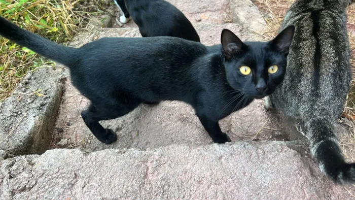 Gato raça SRD-ViraLata idade 1 ano nome Chicó