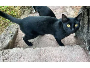 Gato raça SRD-ViraLata idade 1 ano nome Chicó