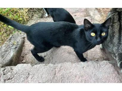 Gato raça SRD-ViraLata idade 1 ano nome Chicó