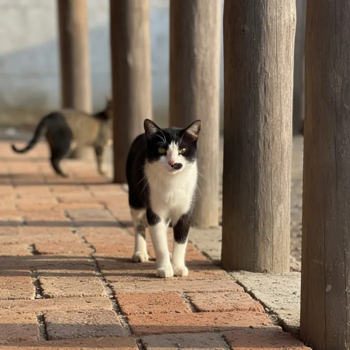 Gato raça SRD-ViraLata idade 1 ano nome Frajola