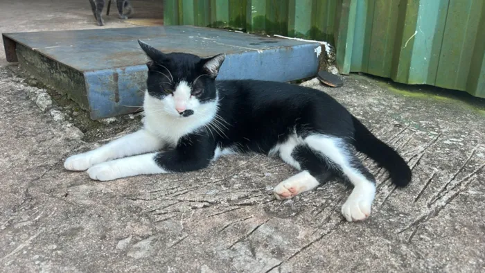 Gato raça SRD-ViraLata idade 1 ano nome Frajola