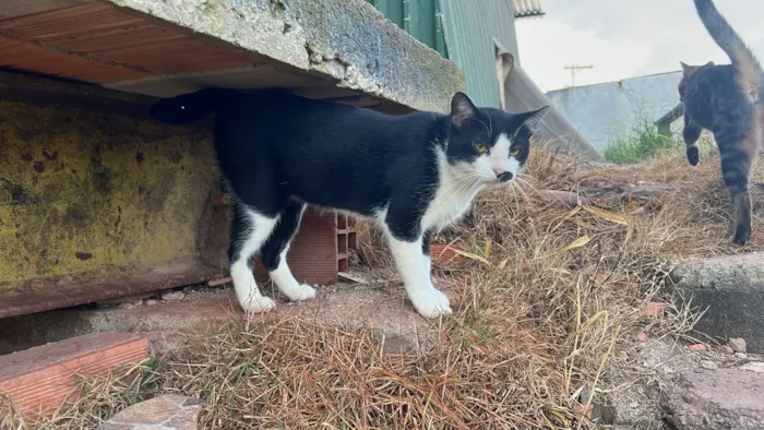 Gato raça SRD-ViraLata idade 1 ano nome Frajola