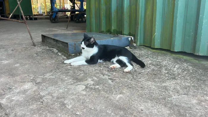 Gato raça SRD-ViraLata idade 1 ano nome Frajola