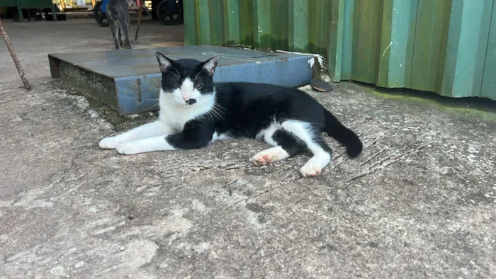 Gato raça SRD-ViraLata idade 1 ano nome Frajola