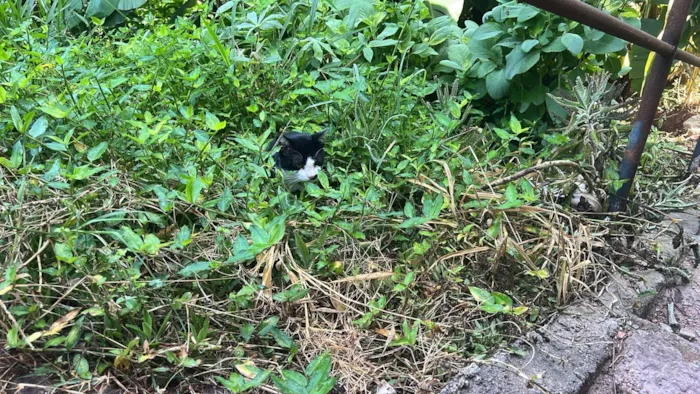 Gato raça SRD-ViraLata idade 1 ano nome Frajola