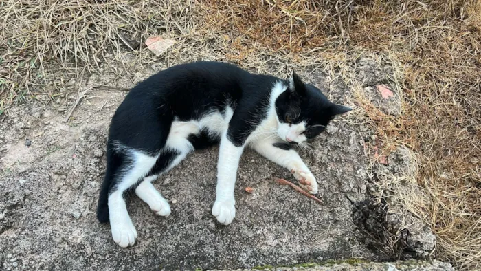 Gato raça SRD-ViraLata idade 1 ano nome Frajola