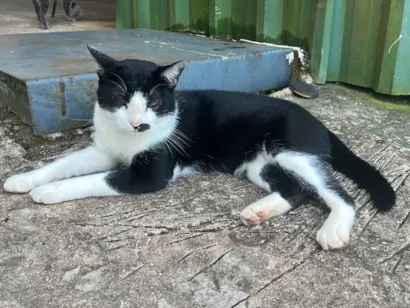 Gato raça SRD-ViraLata idade 1 ano nome Frajola