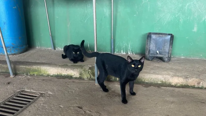 Gato raça SRD-ViraLata idade 1 ano nome Chicó