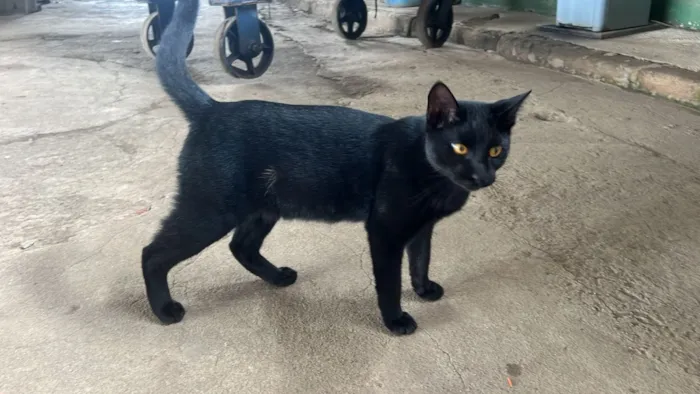Gato raça SRD-ViraLata idade 1 ano nome Chicó