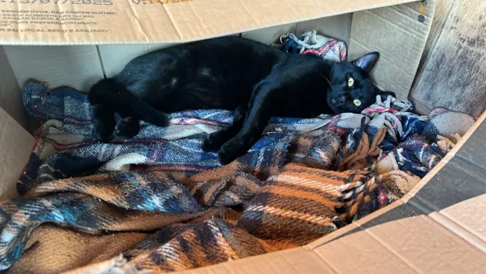 Gato raça SRD-ViraLata idade 1 ano nome Chicó