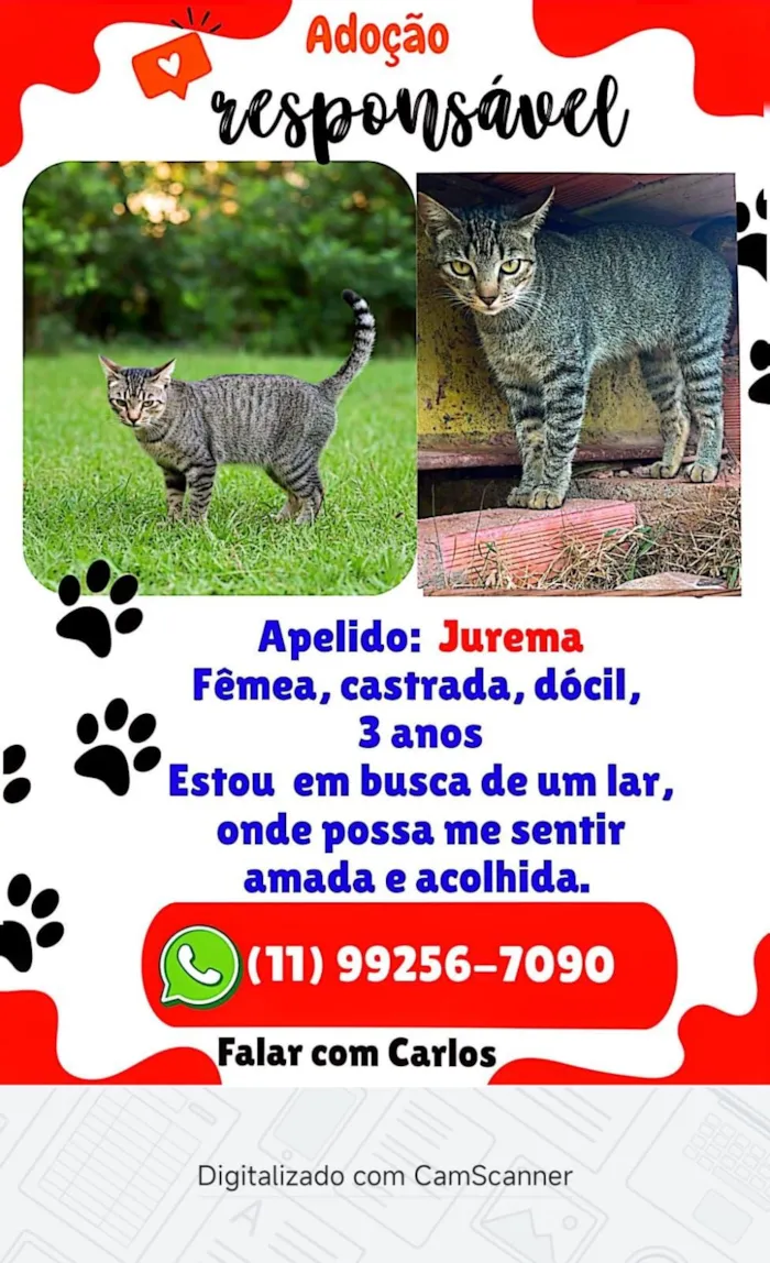 Gato raça SRD-ViraLata idade 3 anos nome Jurema