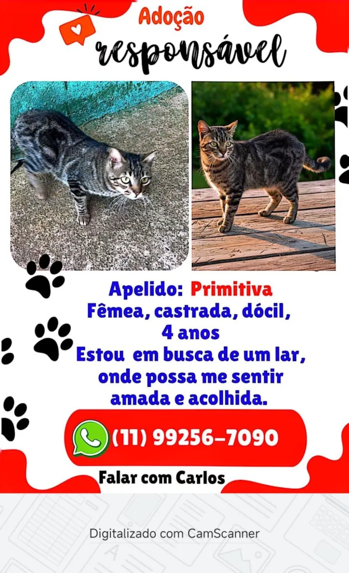 Gato raça SRD-ViraLata idade 3 anos nome Primitiva