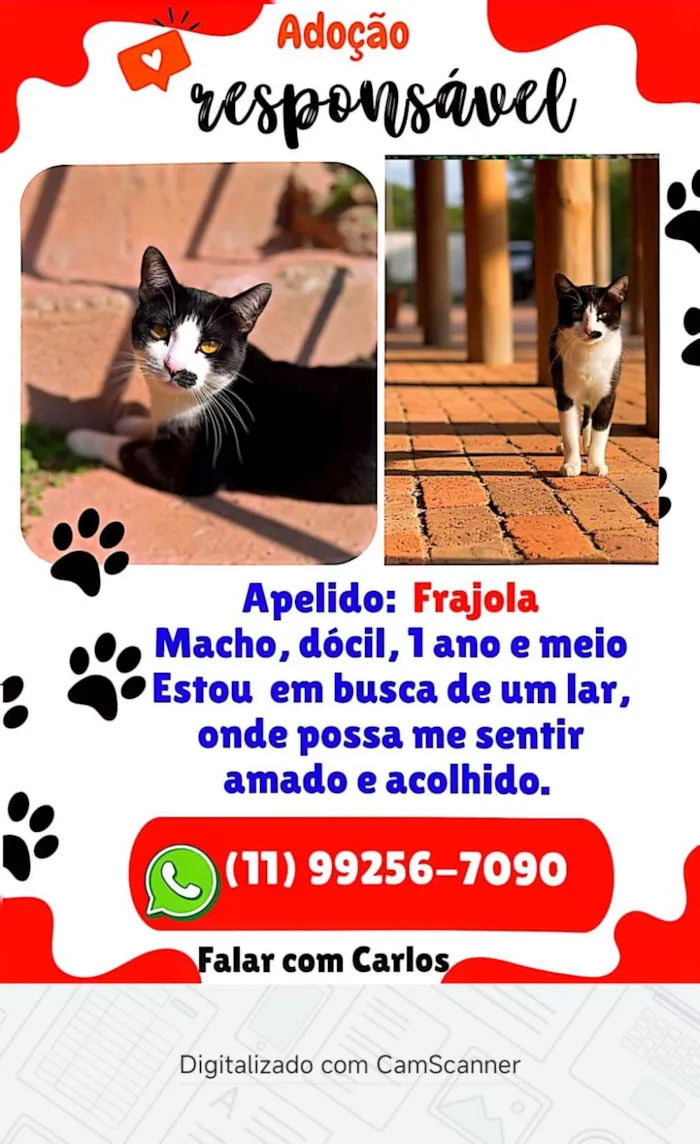 Gato raça SRD-ViraLata idade 1 ano nome Frajola