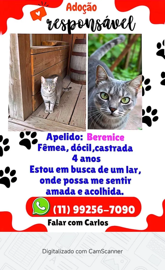 Gato raça SRD-ViraLata idade 3 anos nome Berenice