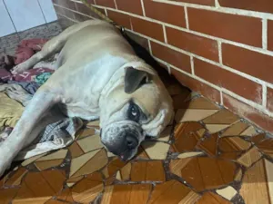 Cachorro raça Bulldog idade 3 anos nome Rock