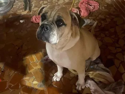 Cachorro raça Bulldog idade 3 anos nome Rock