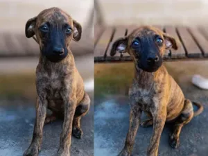 Cachorro raça SRD-ViraLata idade 2 a 6 meses nome ....