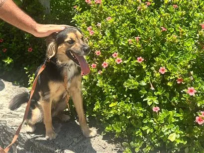 Cachorro raça SRD-ViraLata idade 2 anos nome Zeca