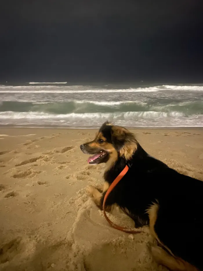 Cachorro raça SRD-ViraLata idade 2 anos nome Zeca