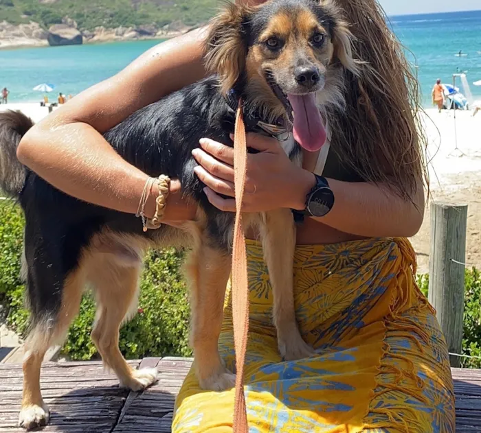 Cachorro raça SRD-ViraLata idade 2 anos nome Zeca