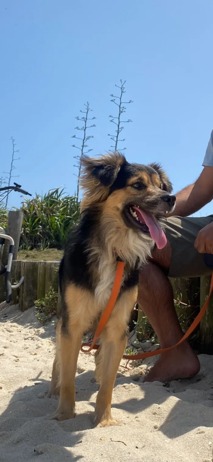 Cachorro raça SRD-ViraLata idade 2 anos nome Zeca