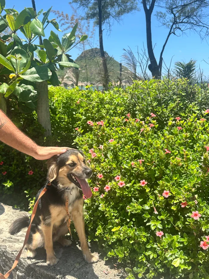 Cachorro raça SRD-ViraLata idade 2 anos nome Zeca