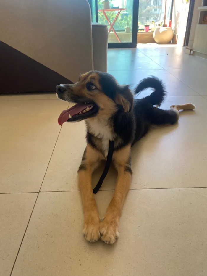 Cachorro raça SRD-ViraLata idade 2 anos nome Zeca