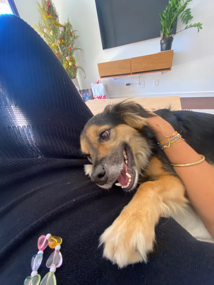 Cachorro raça SRD-ViraLata idade 2 anos nome Zeca