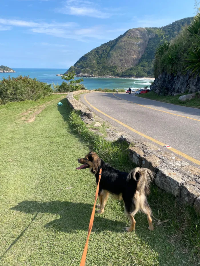 Cachorro raça SRD-ViraLata idade 2 anos nome Zeca