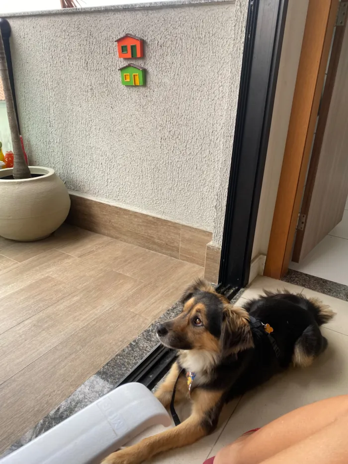 Cachorro raça SRD-ViraLata idade 2 anos nome Zeca