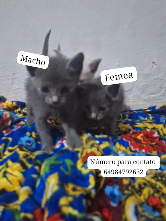 Gato raça SRD-ViraLata idade 2 a 6 meses nome gatinhos