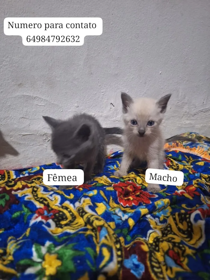 Gato raça SRD-ViraLata idade 2 a 6 meses nome gatinhos