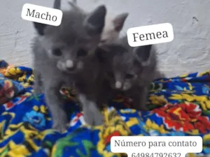 Gato raça SRD-ViraLata idade 2 a 6 meses nome gatinhos