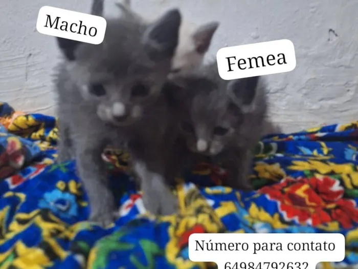 Gato raça SRD-ViraLata idade 2 a 6 meses nome gatinhos