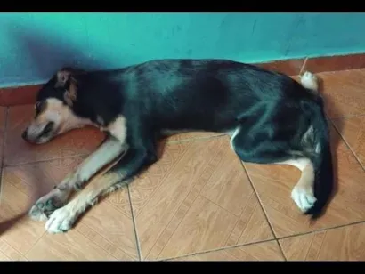 Cachorro raça SRD-ViraLata idade 1 ano nome saimon 