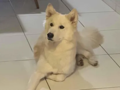 Cachorro raça Husky Siberiano idade 7 a 11 meses nome Bolt